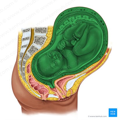 Útero (Uterus); Imagen: Irina Münstermann