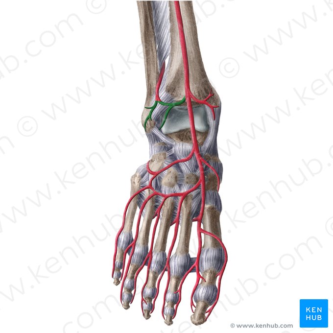 Anterior lateral malleolar artery (Arteria malleolaris anterior lateralis); Image: Liene Znotina