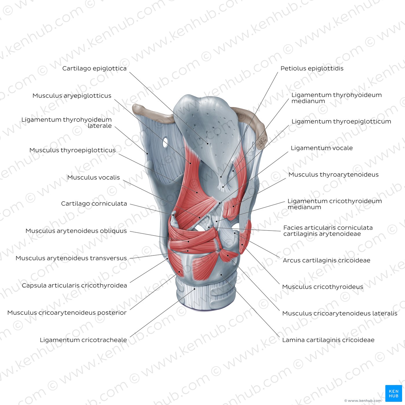 Muskeln des Larynx aus posterolateraler Sicht