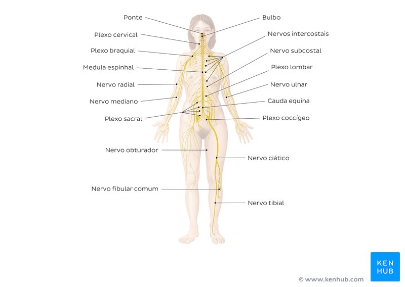Estude as principais estruturas com os exercícios resolvidos sobre o sistema nervoso
