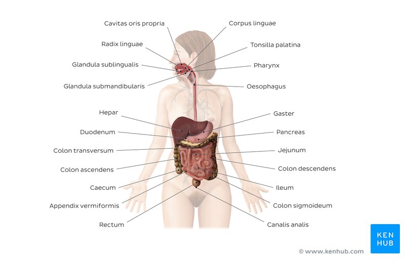 Beschriftetes Arbeitsblatt über die Anatomie des Verdauungssystems