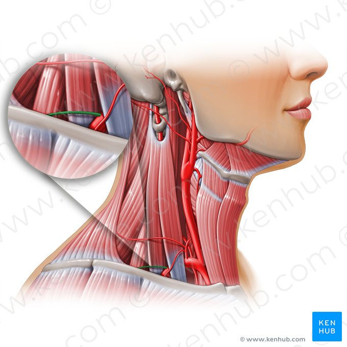Artéria escapular dorsal (Arteria dorsalis scapulae); Imagem: Paul Kim