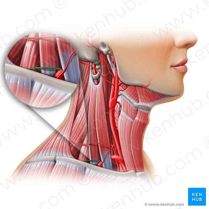 Dorsal scapular artery (Arteria dorsalis scapulae); Image: Paul Kim