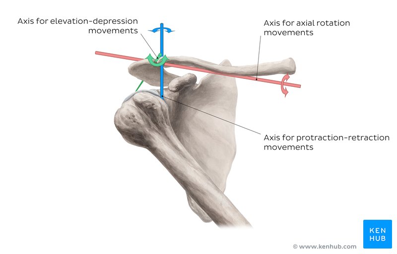 Movements of the acromioclavicular joint (diagram)
