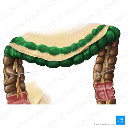 Colon transversum (Querverlaufender Dickdarm); Bild: Begoña Rodriguez