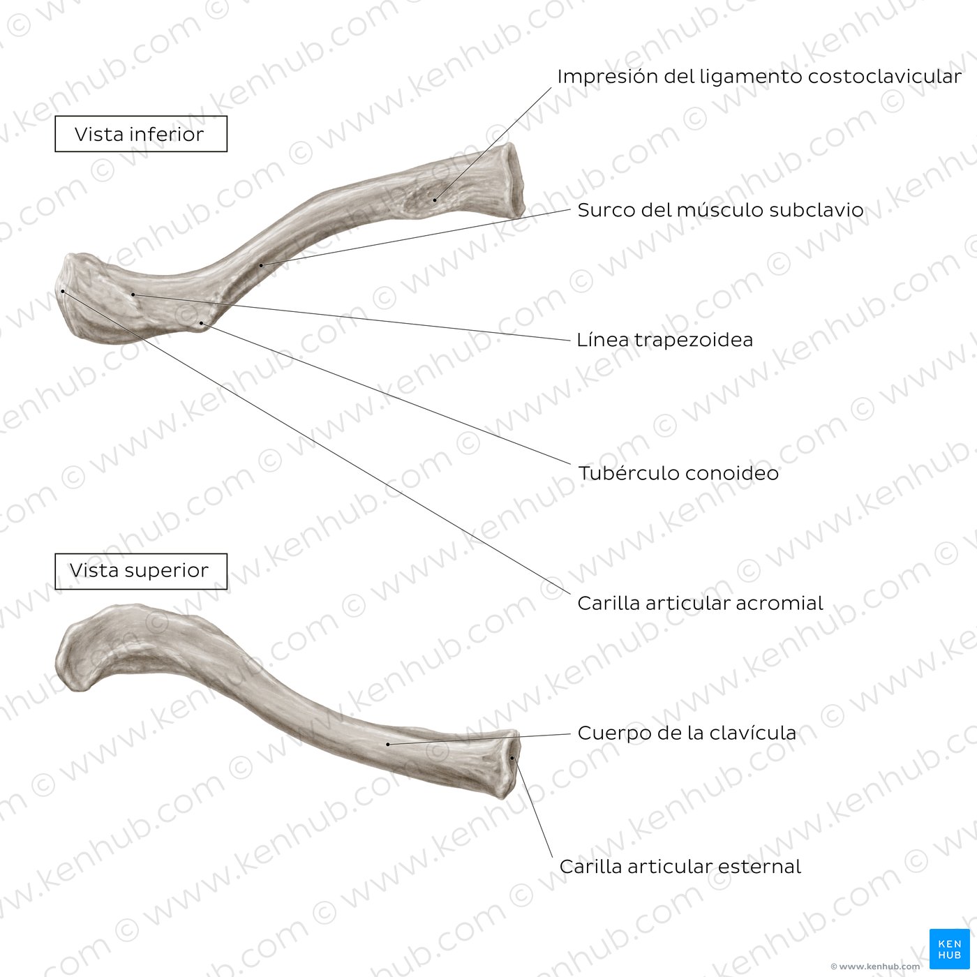 Anatomía de la clavícula