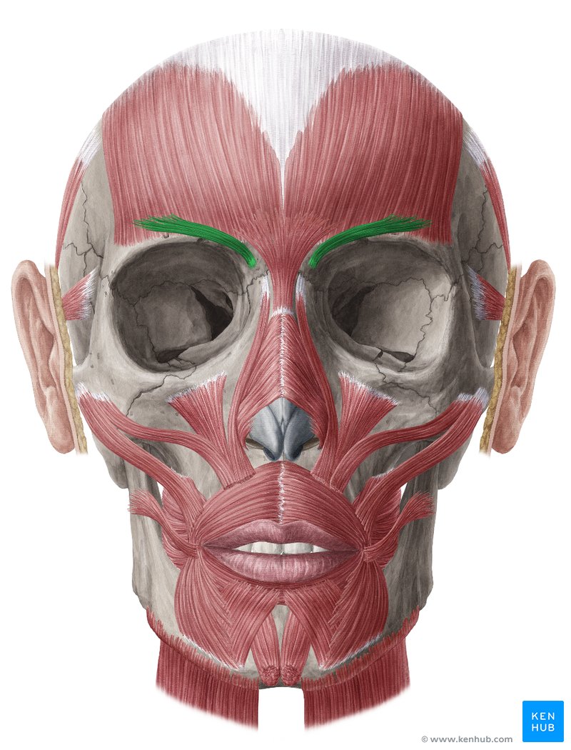 Musculus corrugator supercilii - Anatomie & Funktion | Kenhub