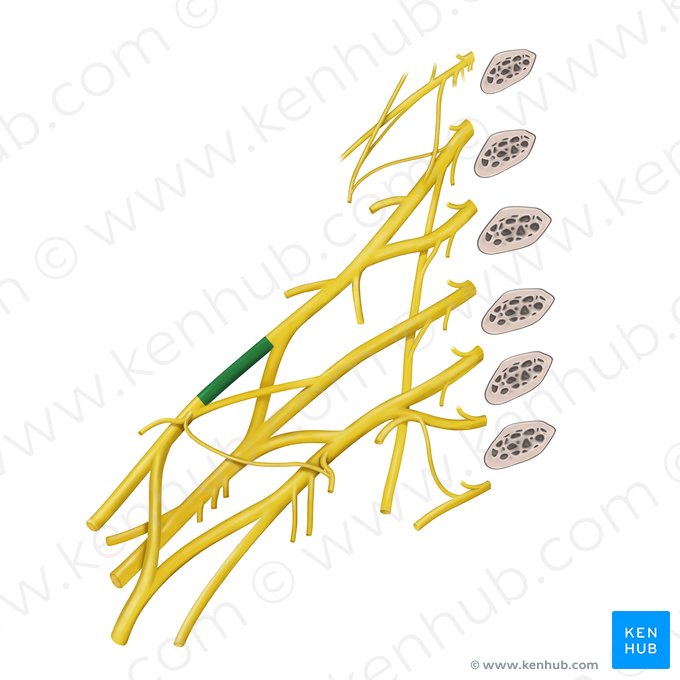 División anterior del tronco superior del plexo braquial (Divisio anterior trunci superior plexus brachialis); Imagen: Paul Kim