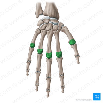 Cabeça do osso metacarpal (Caput ossis metacarpi); Imagem: Paul Kim