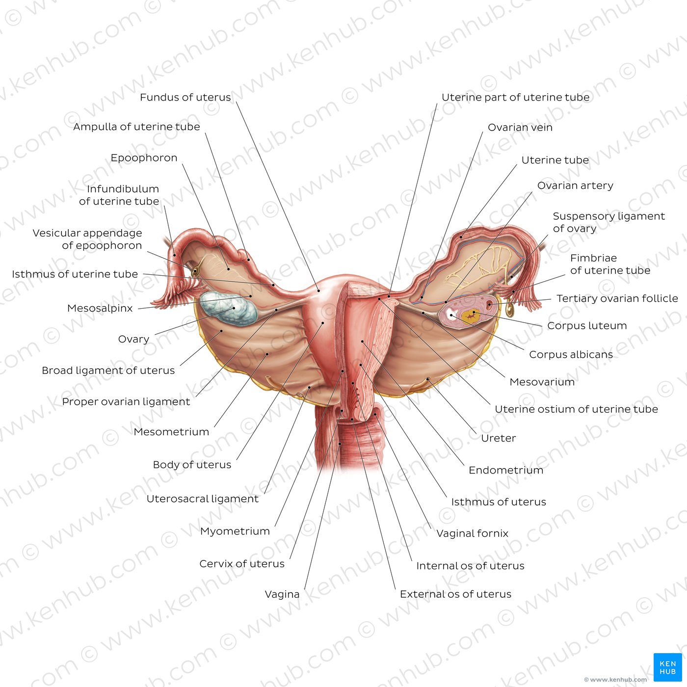 Histology - Uterine Tube - Histology Flashcards