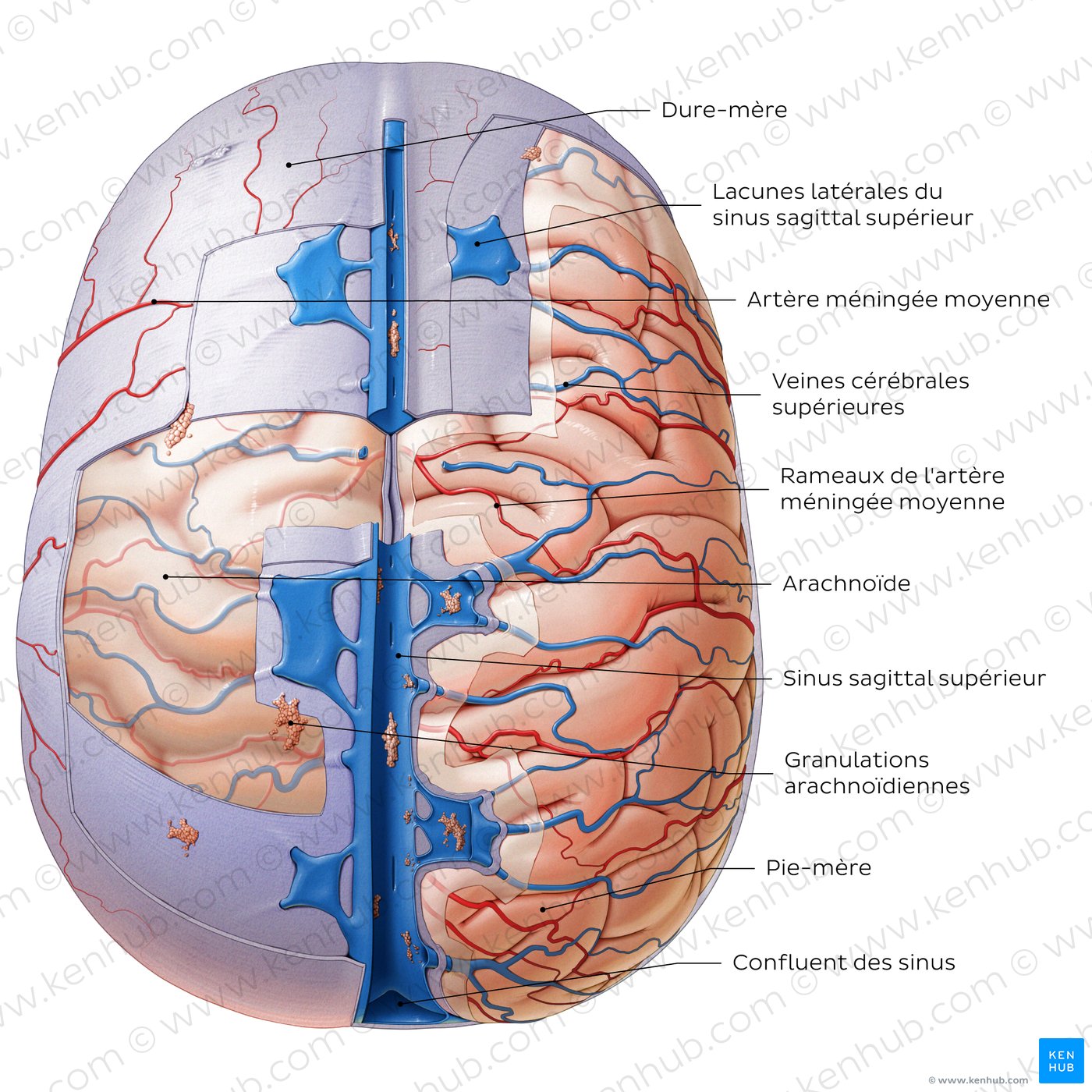 Méninges du cerveau (vue supérieure)