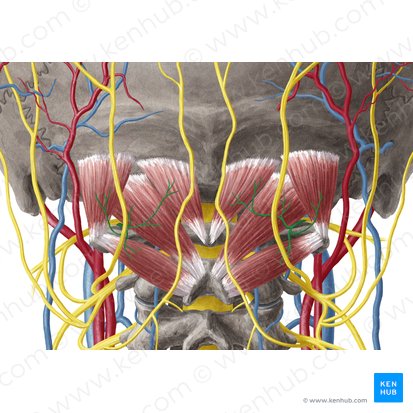 Suboccipital nerve (Nervus suboccipitalis); Image: Yousun Koh