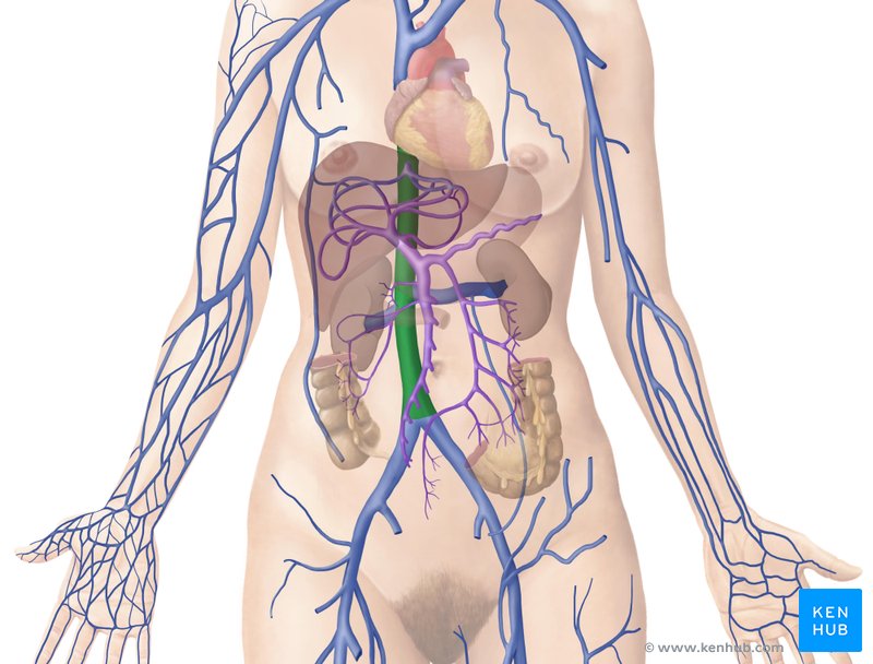 Inferior vena cava - ventral view