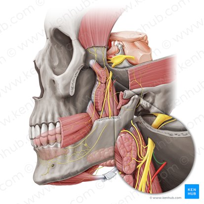 Ramo meníngeo del nervio mandibular (Ramus meningeus nervi mandibularis); Imagen: Paul Kim