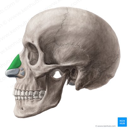 Cartílago nasal lateral (Cartilago nasi lateralis); Imagen: Yousun Koh