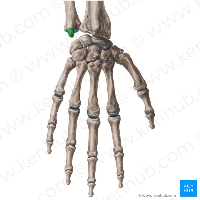 Proceso estiloides de la ulna (Processus styloideus ulnae); Imagen: Yousun Koh