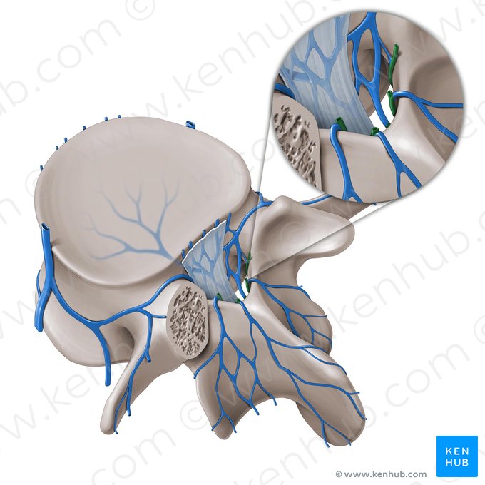 Posterior internal vertebral venous plexus (Plexus venosus vertebralis internus posterior); Image: Paul Kim