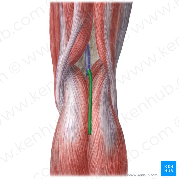 Small saphenous vein (Vena saphena parva); Image: Liene Znotina