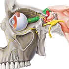 How to pass your final exam on anatomy and physiology