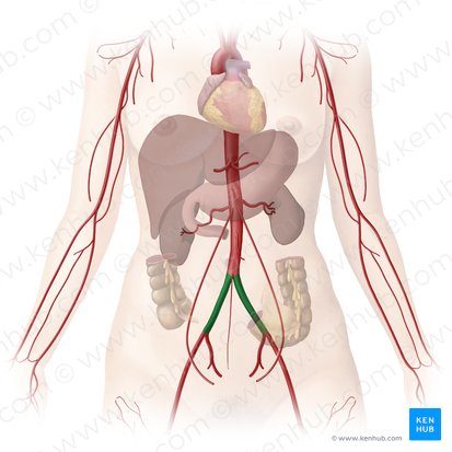 Arteria iliaca communis (Gemeinsame Beckenarterie); Bild: Begoña Rodriguez