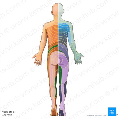 L3 dermatome (Dermatoma L3); Image: Irina Münstermann