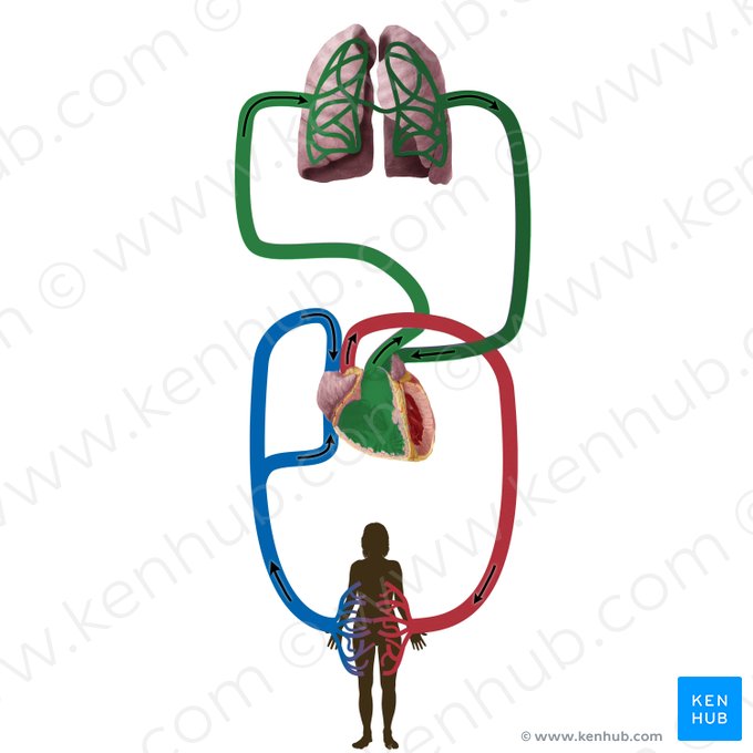 Circulation pulmonaire (Circulatio pulmonis); Image : Begoña Rodriguez