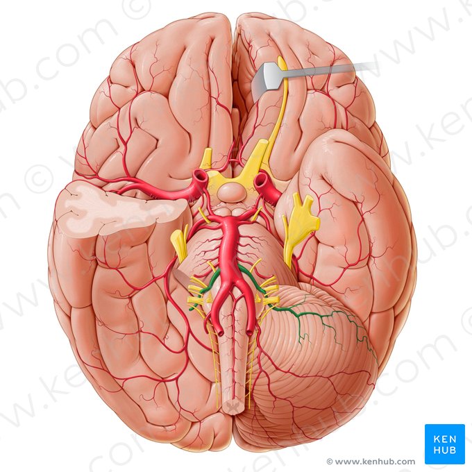 Artéria cerebelar inferior anterior (Arteria inferior anterior cerebelli); Imagem: Paul Kim