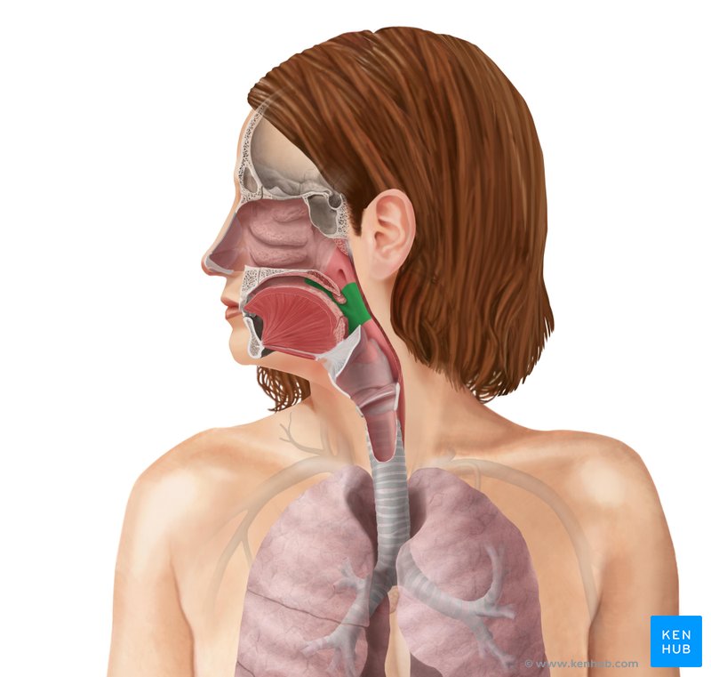 Faringe Anatomia Musculos Arterias E Nervos Kenhub
