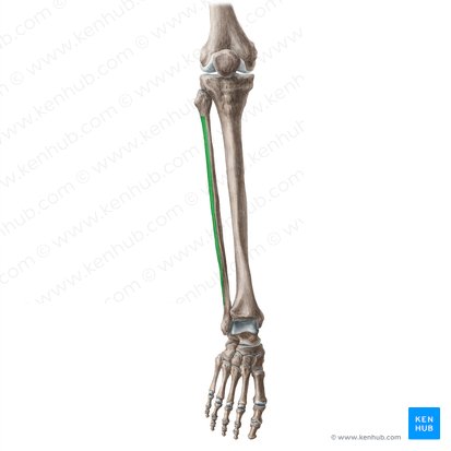 Facies lateralis fibulae (Seitliche Fläche des Wadenbeins); Bild: Liene Znotina