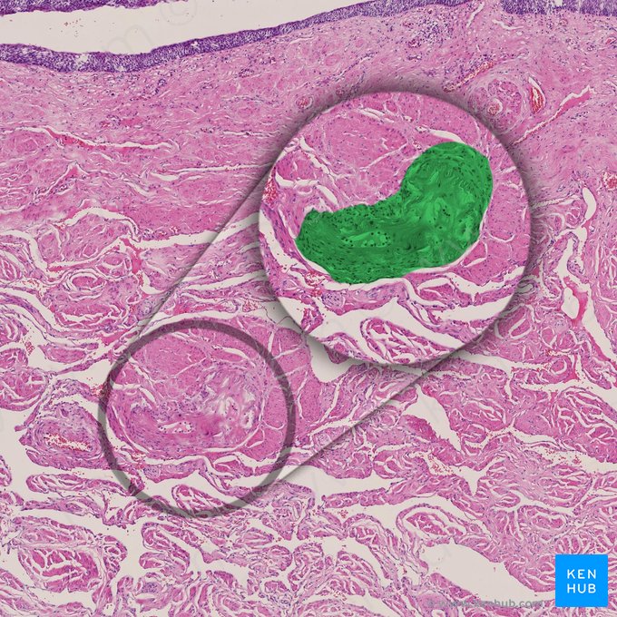 Glándula uretral (Glandula urethralis); Imagen: 