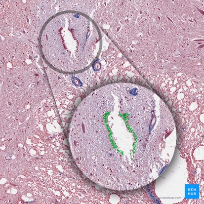 Épendymocyte (Ependymocyti); Image : 