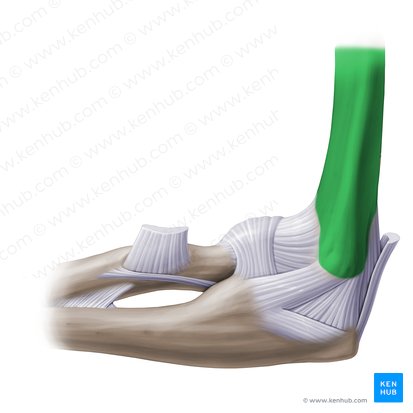 Humerus (Oberarmknochen); Bild: Paul Kim