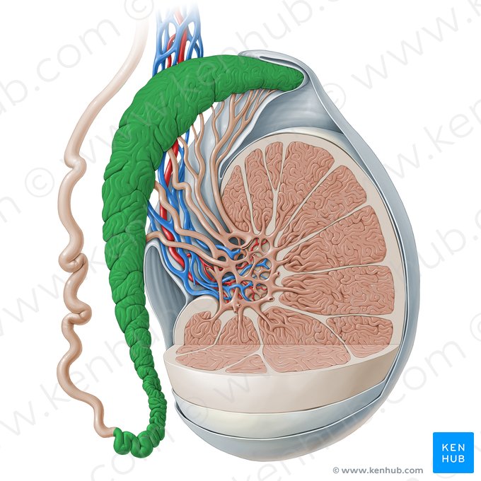 Epidídimo (Epididymis); Imagen: Paul Kim