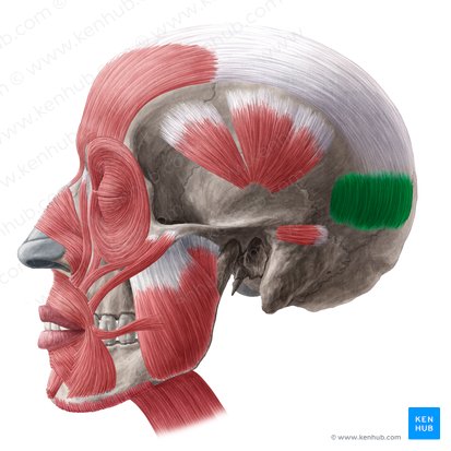Musculus occipitalis (Hinterhauptsmuskel); Bild: Yousun Koh