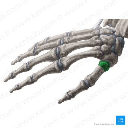 Base do 1.º metacarpal (Basis ossis metacarpi 1); Imagem: Yousun Koh