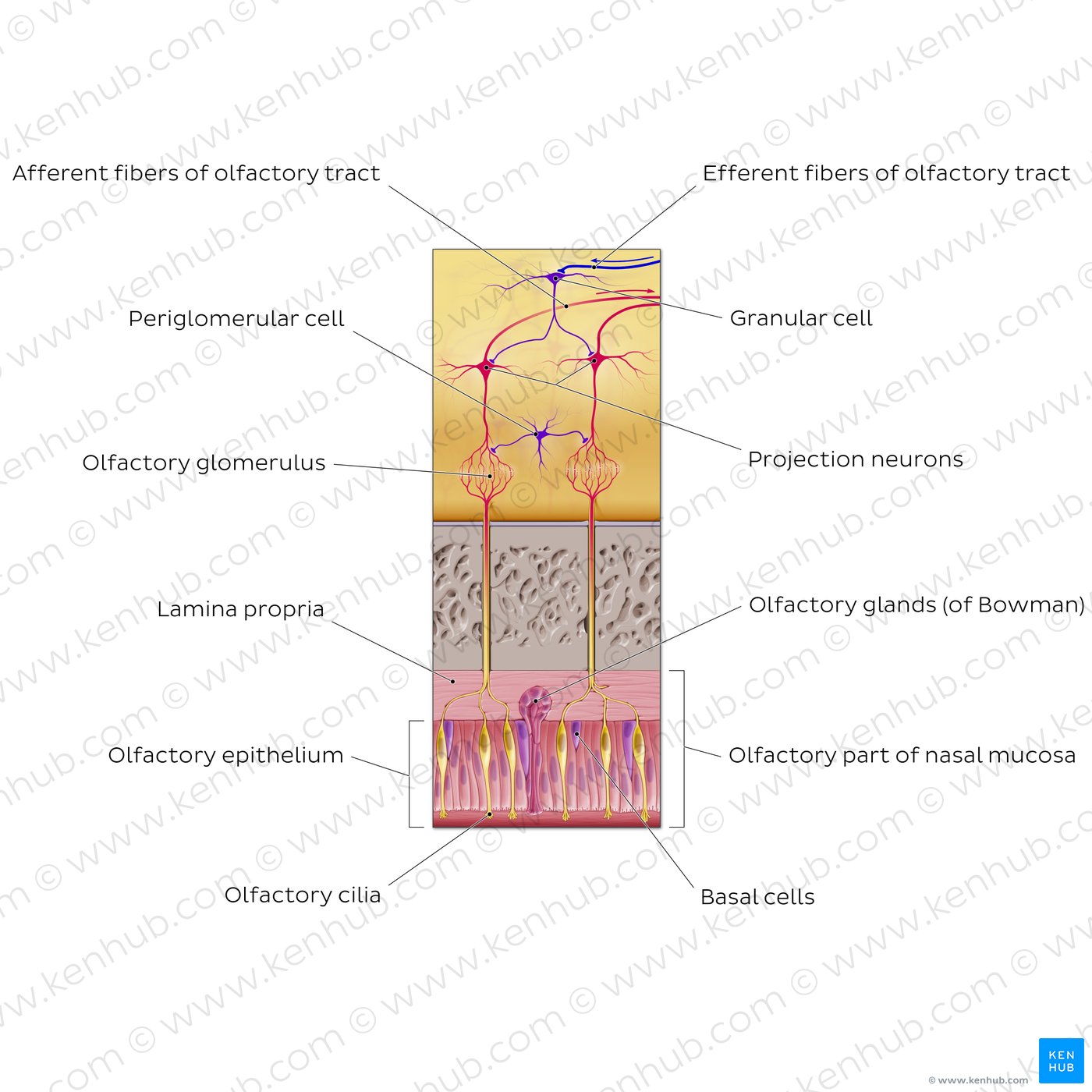 Olfactory nerve (olfactory fiber bundles and bulb)