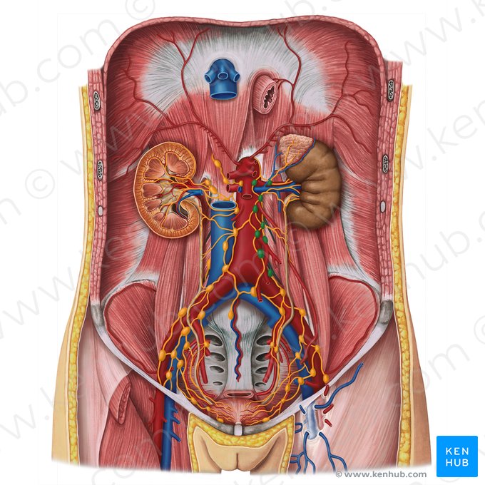 Left lumbar lymph nodes (Nodi lymphoidei lumbales sinistri); Image: Esther Gollan