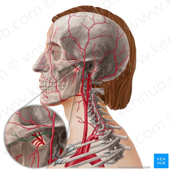 Artéria facial transversa (Arteria transversa faciei); Imagem: Yousun Koh