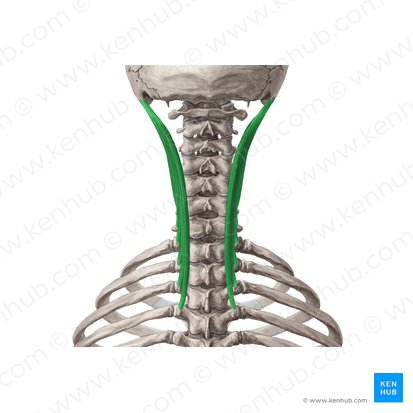 Músculo longísimo de la cabeza (Musculus longissimus capitis); Imagen: Yousun Koh