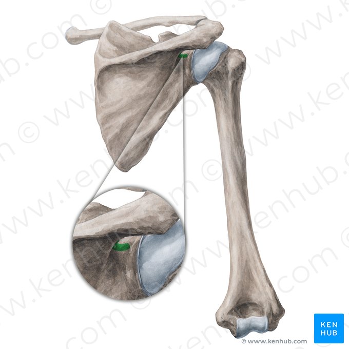 Incisura spinoglenoidea scapulae (Spinoglenoidkerbe der Schultergräte); Bild: Yousun Koh