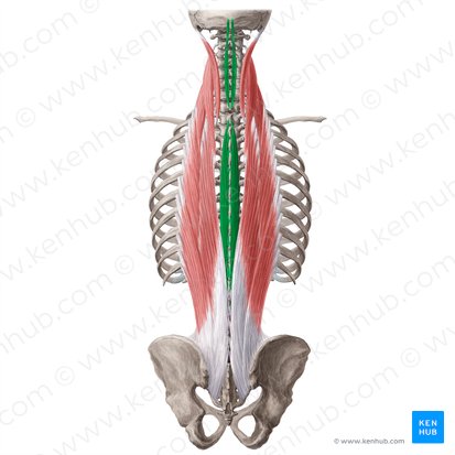 Músculo espinal (Musculus spinalis); Imagem: Yousun Koh