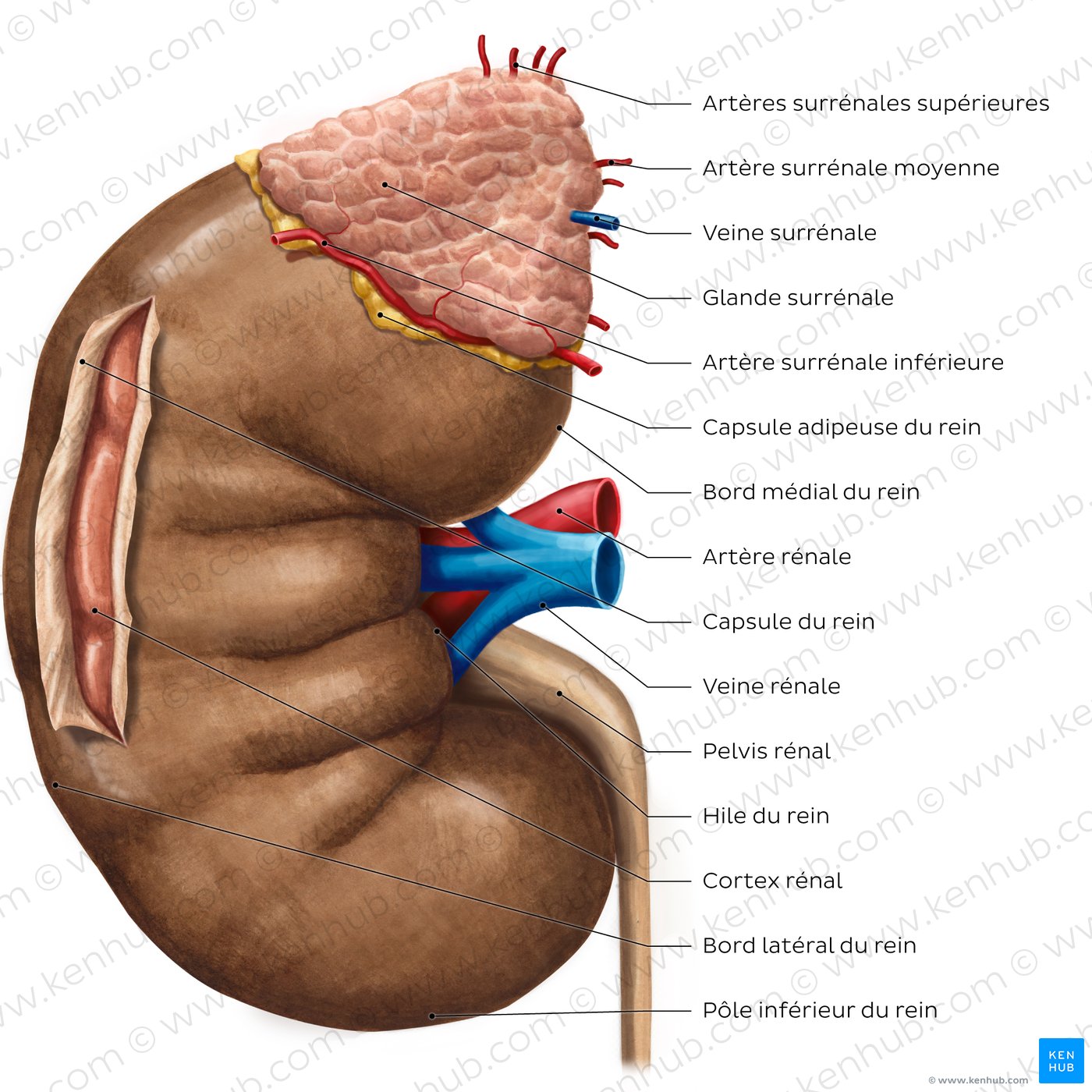 Organes Du Corps Humain Reins Humain Corps Interne Organes Anatomie 