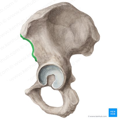 Anterior border of ilium (Margo anterior ossis ilii); Image: Liene Znotina