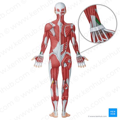 Músculo extensor curto do polegar (Musculus extensor pollicis brevis); Imagem: Irina Münstermann