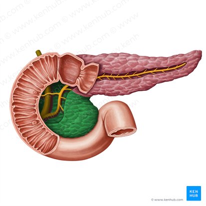 Caput pancreatis (Bauchspeicheldrüsenkopf); Bild: Irina Münstermann