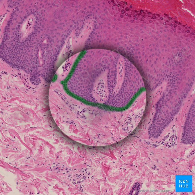 Camada basal da epiderme (Stratum basale epidermis); Imagem: 