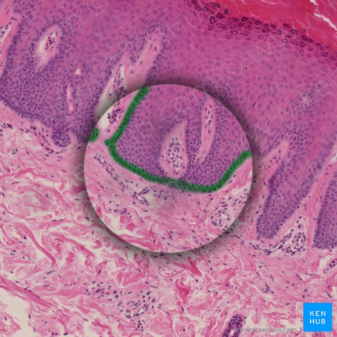 Estrato basal (Stratum basale epidermis); Imagen: 