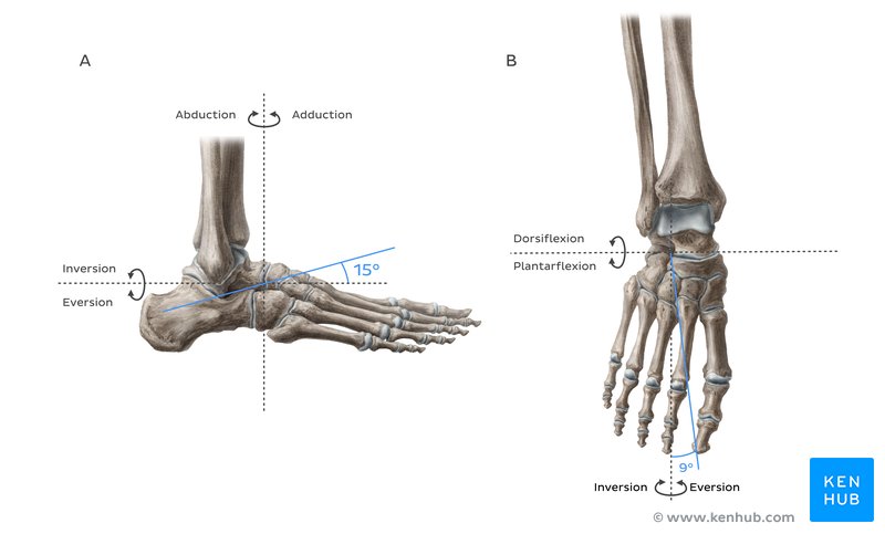 The long axis of the transverse tarsal joint is (A) inclined 15° superiorly from the transverse plane and (B) inclined 9° from the sagittal plane