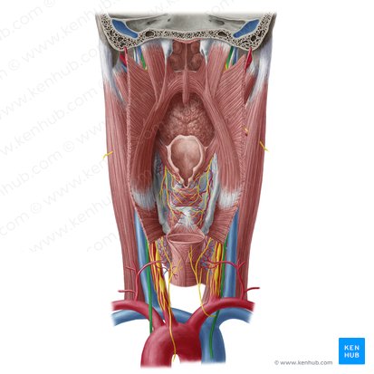 Nervus vagus (Vagusnerv); Bild: Yousun Koh