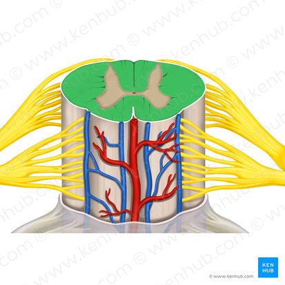 Sustancia blanca (Substantia alba); Imagen: Rebecca Betts